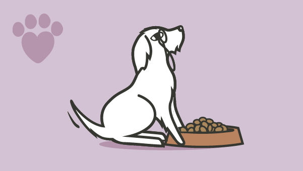 Feeding your senior dog image